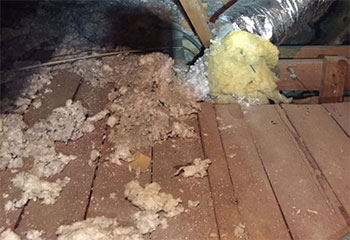 Mice Removal Project | Attic Cleaning Santa Clarita, CA